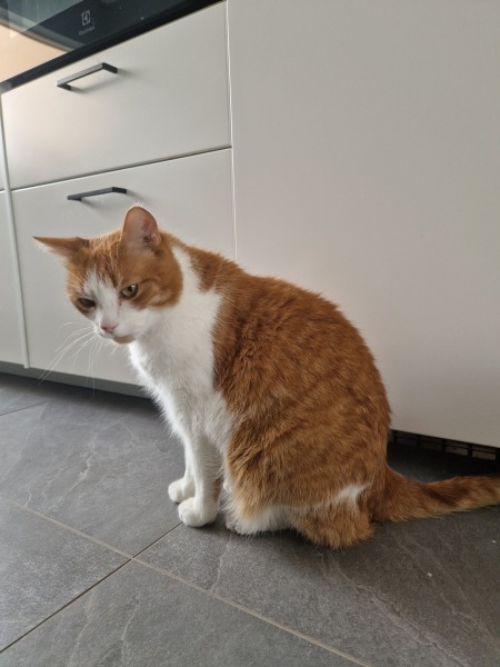 Hymns in Minor Keys & the Russian Easter Overture - the Excellent Cats ignore Culture.....