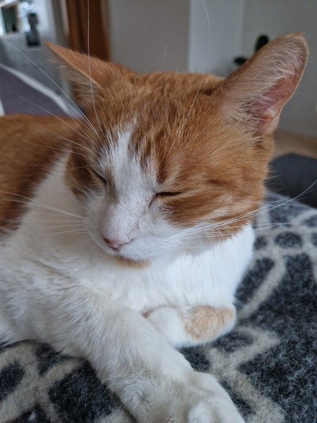 Lap dances, strippers and punch-ups - the Excellent Cats arrange a stag party