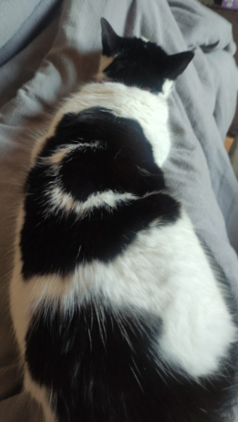 Here is the worlds most beautiful cat