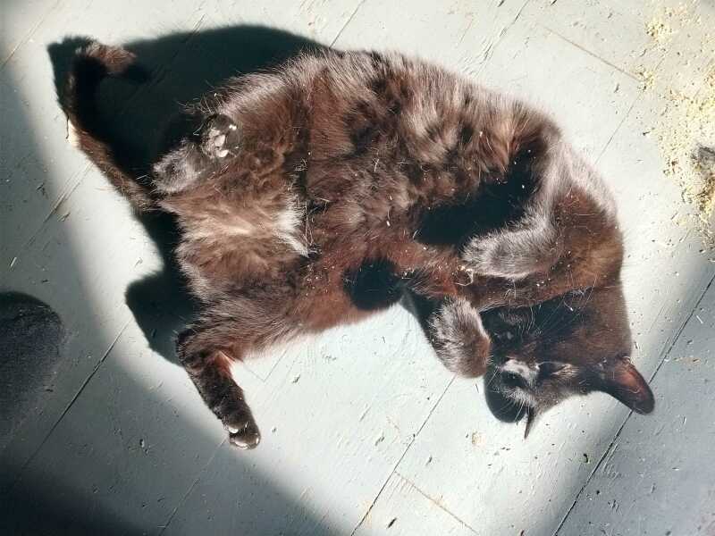 Lap dances, strippers and punch-ups - the Excellent Cats arrange a stag party