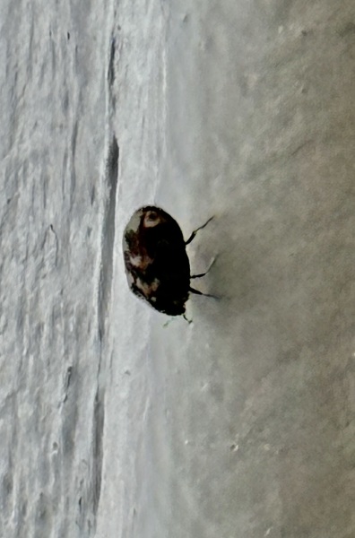 Does anyone know what these are? Pics included.. moved into new flat and they are everywhere..