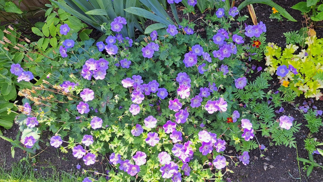 Hardy Summer bulbs