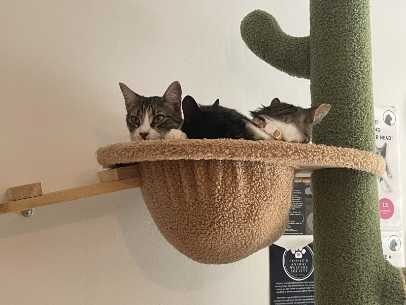 Thread 19 Starmer - A Coalition of the Willing