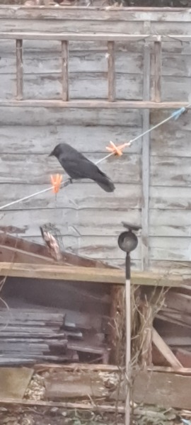 Thread 19 Starmer - A Coalition of the Willing