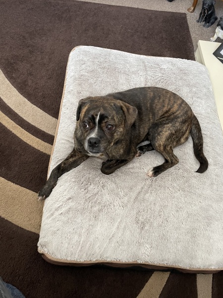 Does anyone else's dog go mental after you've had surgery?