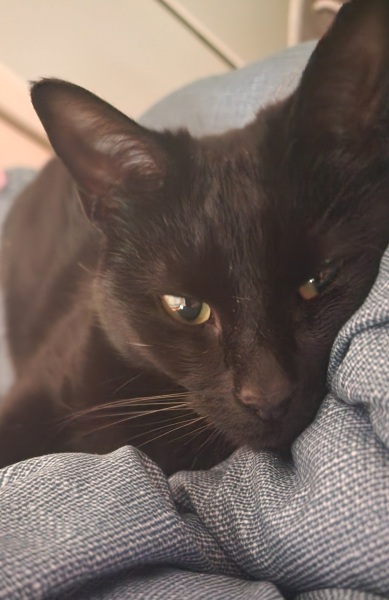 Thread 21 Starmer - Casting Nasturtiums