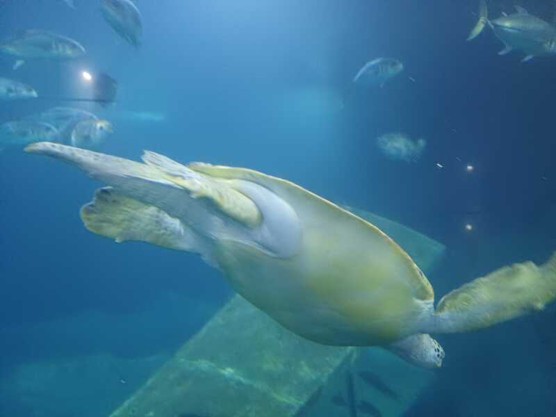 Roll up, Ladies and Gentlecreatures, the Bluestocking has been redecorated