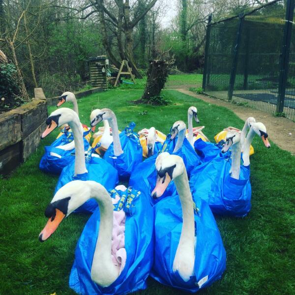 Are Swans being unreasonable?