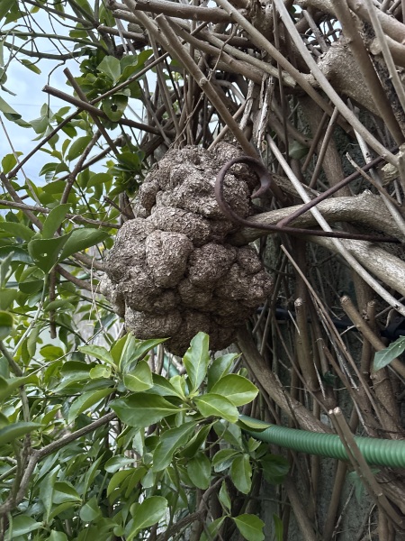 Mystery Wisteria growth