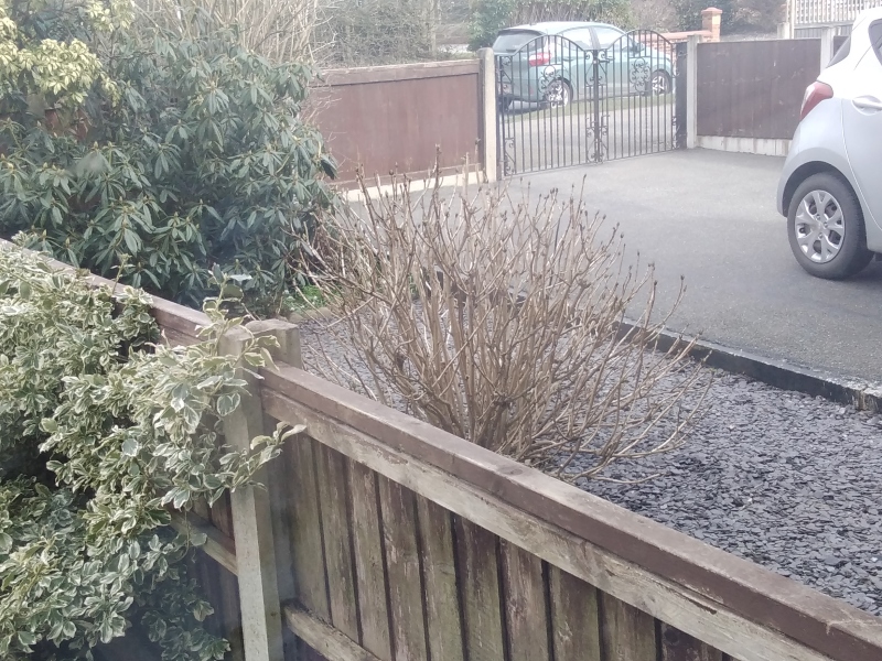 Is my hydrangea dead?