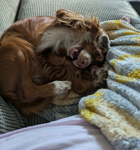 Adolescent Dog Survival Thread - get teenage licks right through the night!