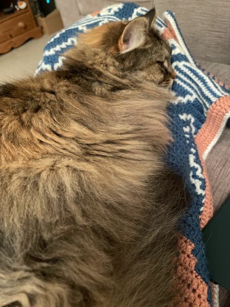 Recommended brush for a floofy cat