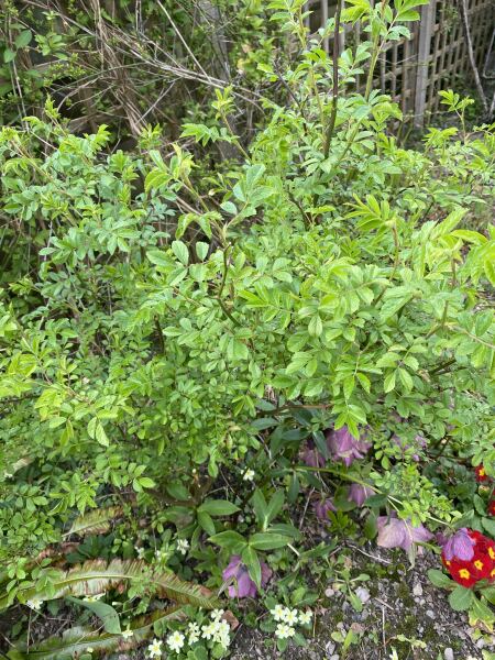 Sorry! Another plant ID