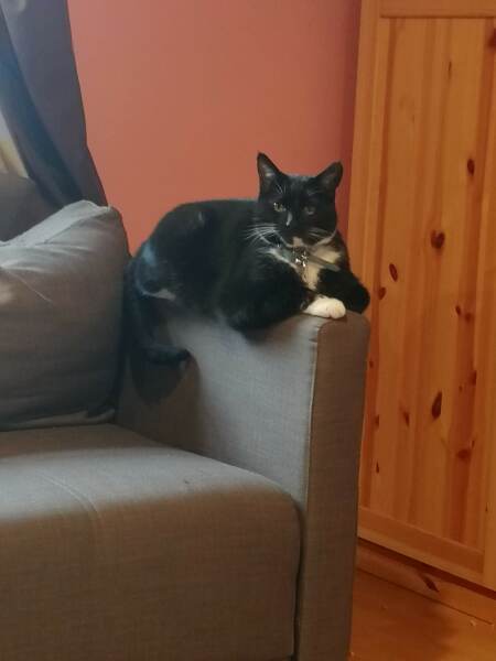 Here is the worlds most beautiful cat