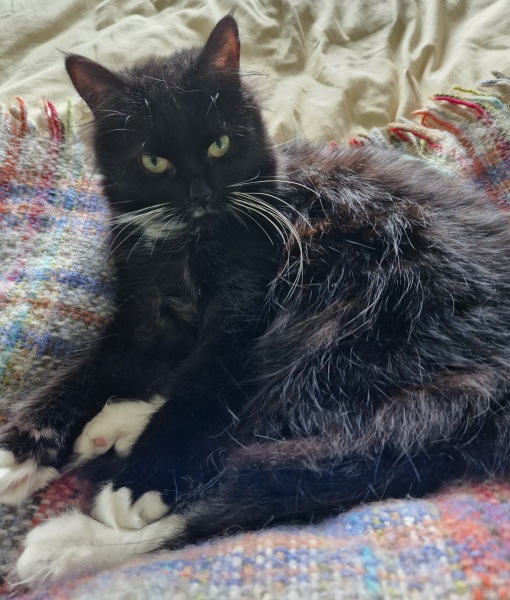 Siberian Cat?
