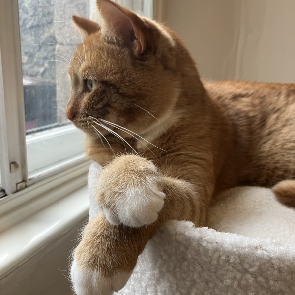 Koko stole the butter, weirdest thing yours has stolen?