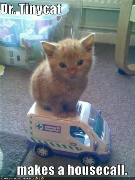 Lap dances, strippers and punch-ups - the Excellent Cats arrange a stag party