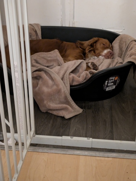 Adolescent Dog Survival Thread - get teenage licks right through the night!