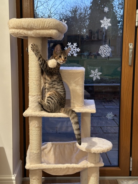 Are Cat Trees Worth It?