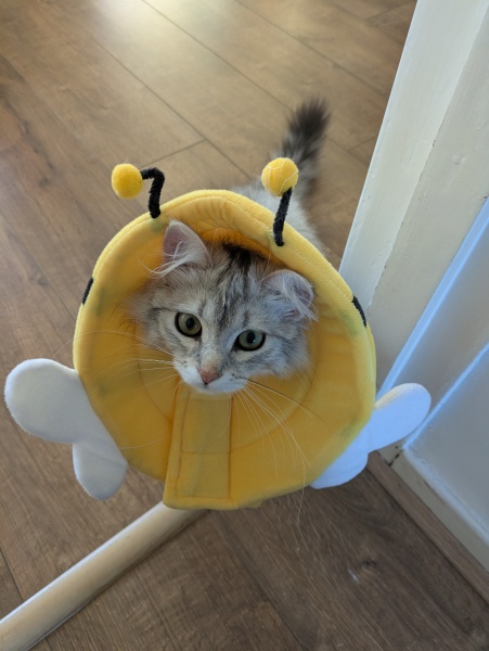 Stopping DCat massacring bees