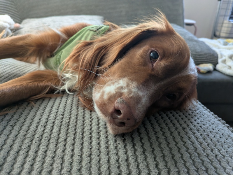 Adolescent Dog Survival Thread - get teenage licks right through the night!