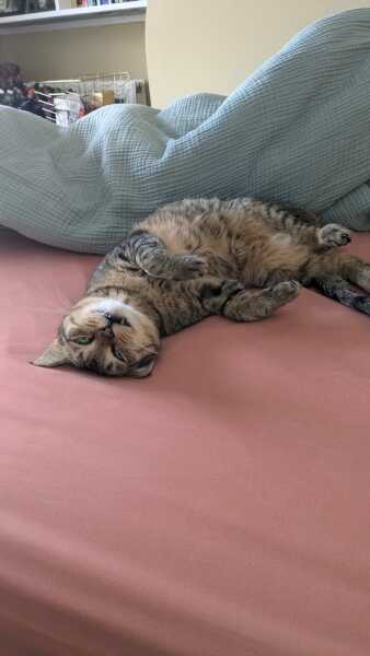 Show me the most unhinged looking photo you have of your cat