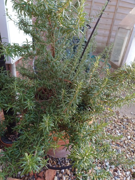 Growing plants from supermarket food - is it possible?