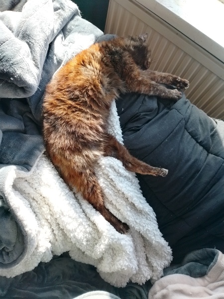 Lap dances, strippers and punch-ups - the Excellent Cats arrange a stag party