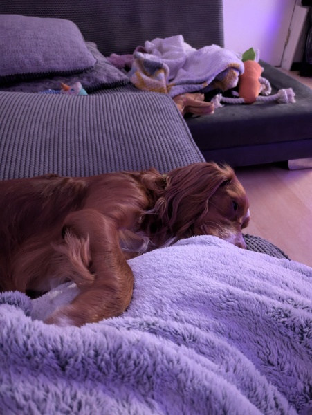 Adolescent Dog Survival Thread - get teenage licks right through the night!