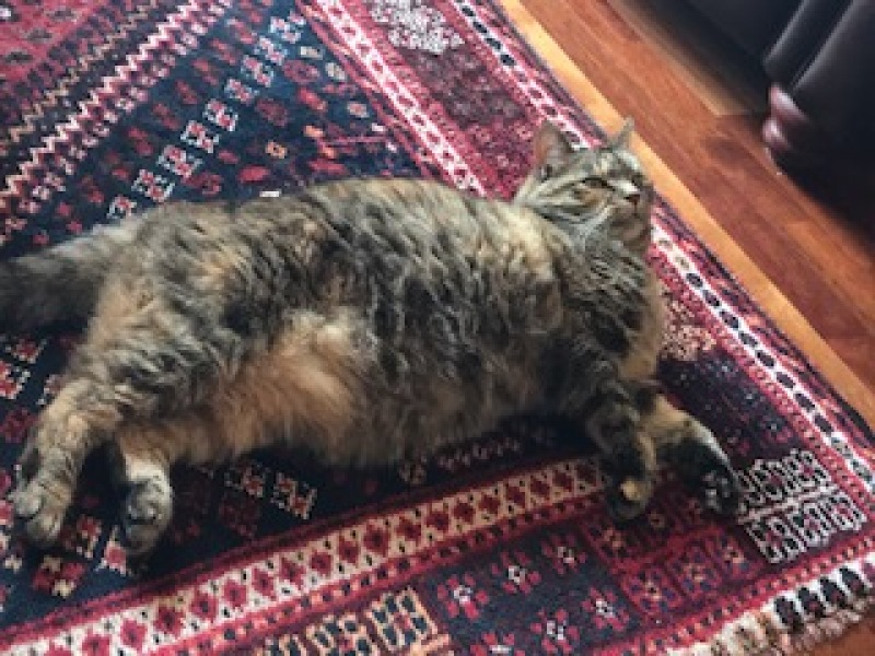 Hymns in Minor Keys & the Russian Easter Overture - the Excellent Cats ignore Culture.....