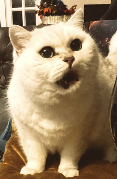 Show me the most unhinged looking photo you have of your cat