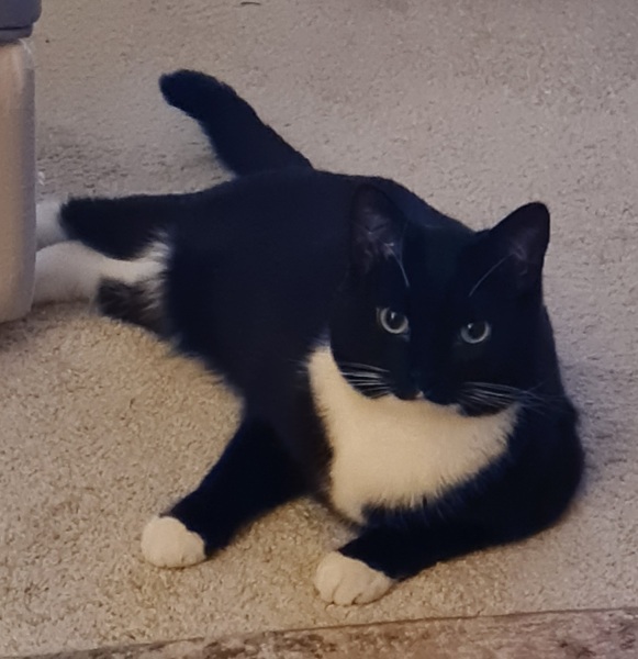 Here is the worlds most beautiful cat