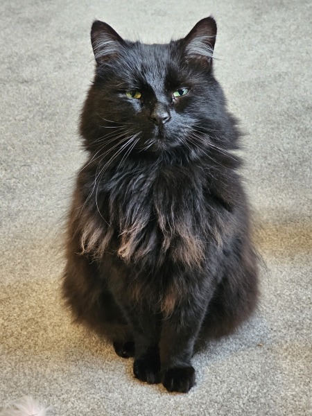 Hymns in Minor Keys & the Russian Easter Overture - the Excellent Cats ignore Culture.....