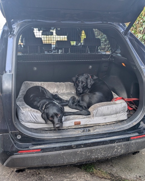If you have two or more big dogs...