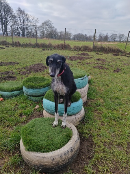 Saluki Cross rescue