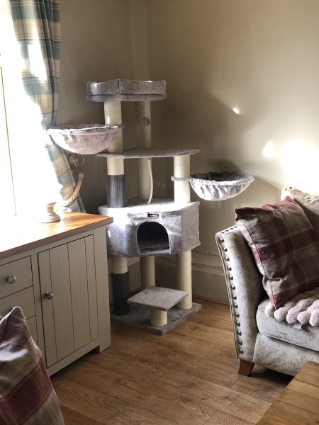 Are Cat Trees Worth It?