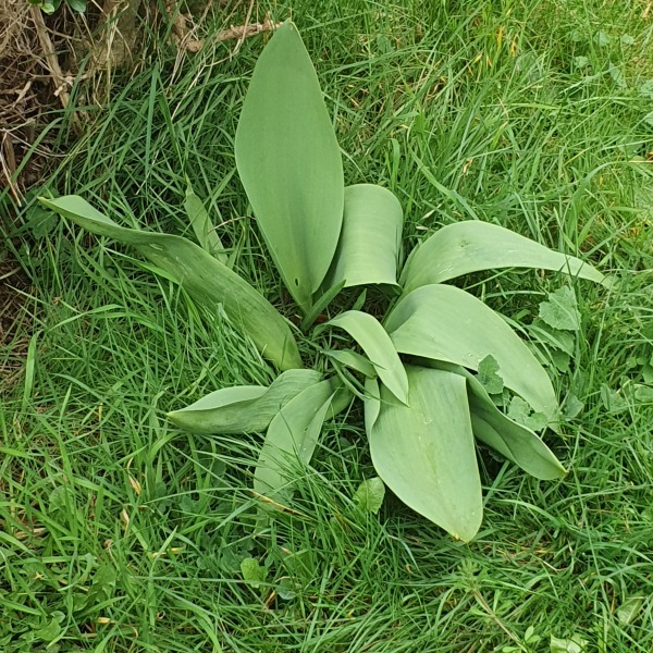 Help ID this plant please