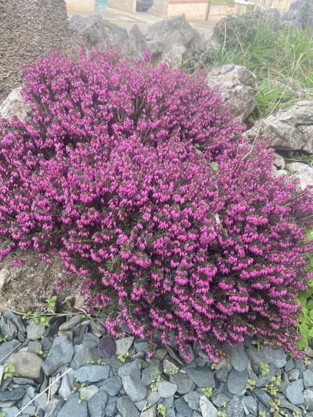 Can anyone identify this plant?