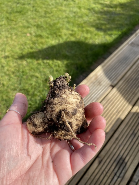 Could anyone identify this root?