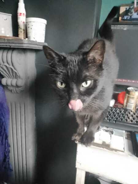 Lap dances, strippers and punch-ups - the Excellent Cats arrange a stag party