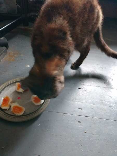 Hymns in Minor Keys & the Russian Easter Overture - the Excellent Cats ignore Culture.....