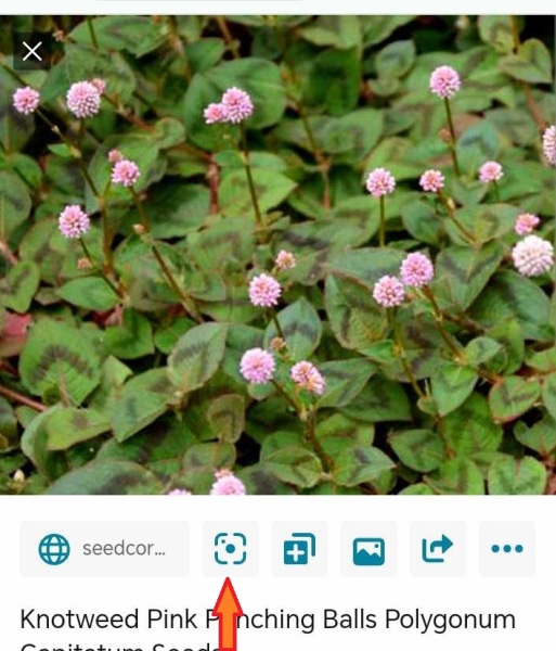 Plant id anyone?