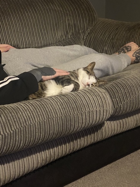I think I want to adopt a cat but I’ve never had a cat before and I have questions!