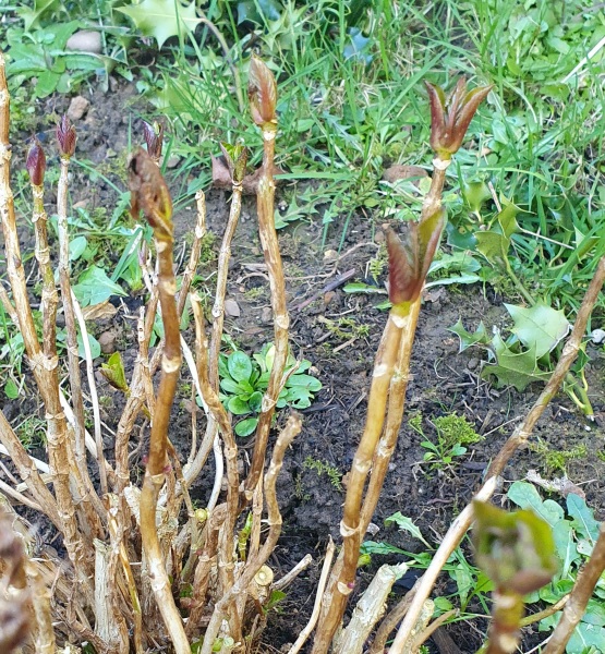 Is my hydrangea dead?