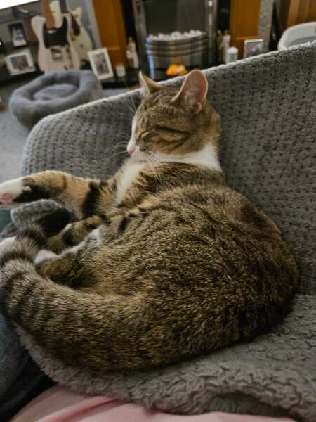 Settling 1 year old adopted cat with 3 others