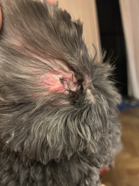 Is this an ear infection?