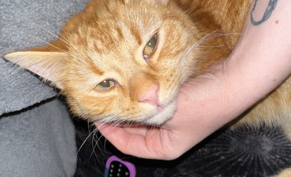 Lap dances, strippers and punch-ups - the Excellent Cats arrange a stag party