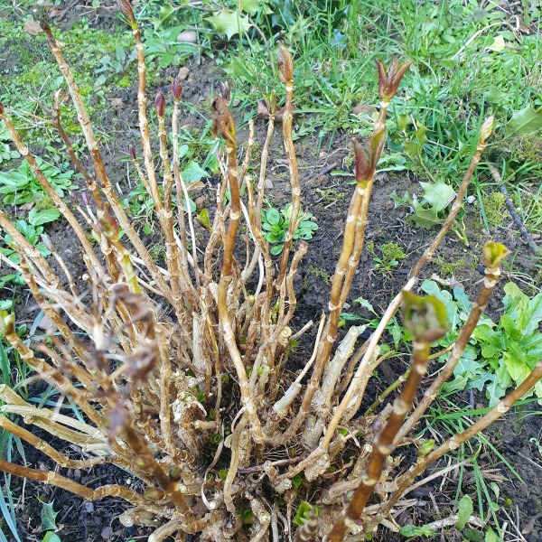 Is my hydrangea dead?