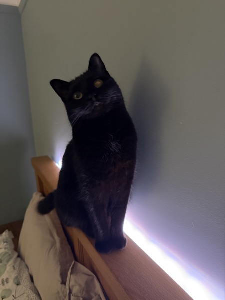Here is the worlds most beautiful cat