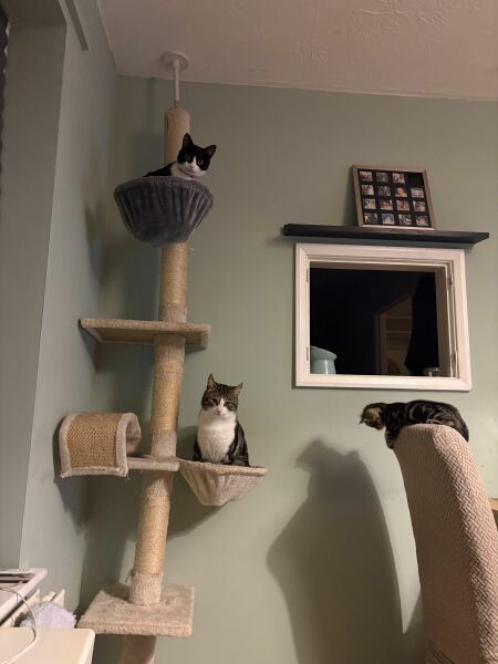 Are Cat Trees Worth It?